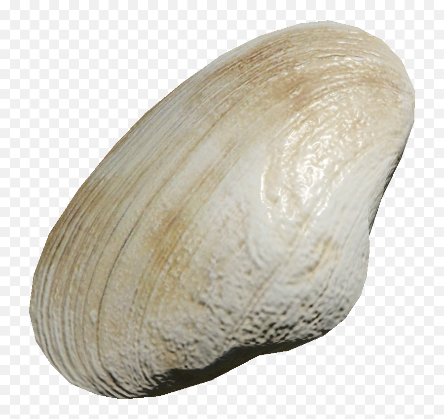 Clam - Baltic Macoma Png,Clam Png