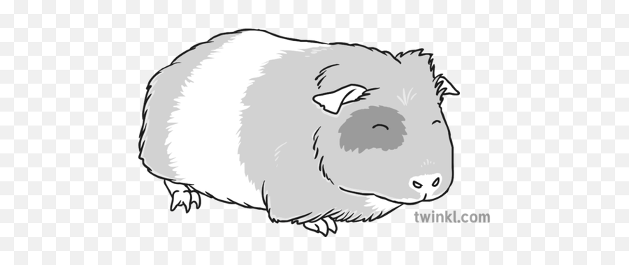 Guinea Pig 2 Black And White - Soft Png,Guinea Pig Png
