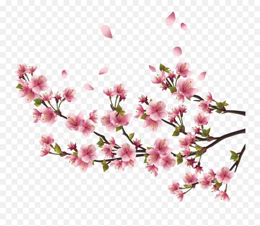 Sakura Png Free Background - Cherry Blossom Branch Border,Sakura Png