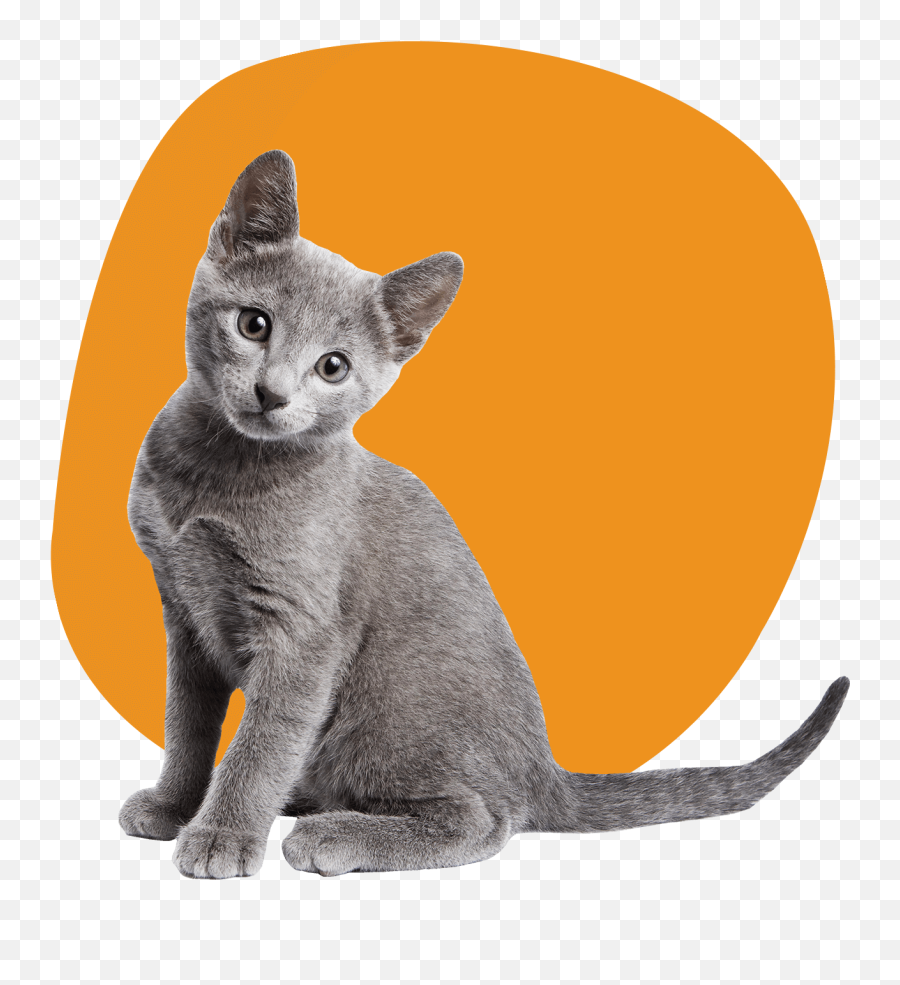 Homepage Dubuque Regional Humane Society - Russian Blue Cat Kitten Png,Transparent Cat