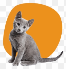 Homepage Dubuque Regional Humane Society - Russian Blue Cat Kitten Png,Transparent Cat
