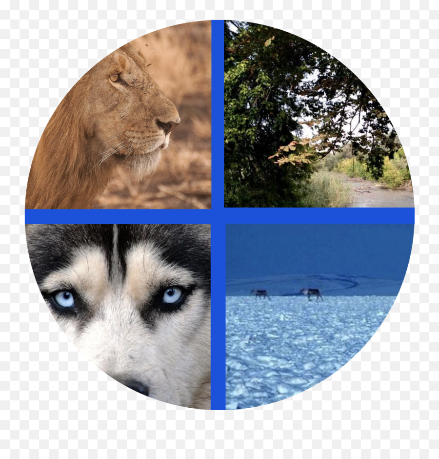 Icon Misleading Issue 18 Blockstackanimal - Kingdom Github Photomontage Png,Associated Icon