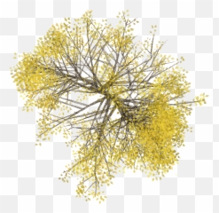 Pin - Gold Tree Top View Png