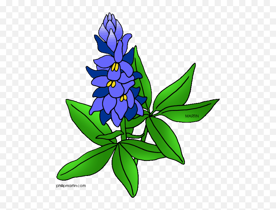 Texas State Flower - Clip Art Blue Bonnet Png,Texas State Png