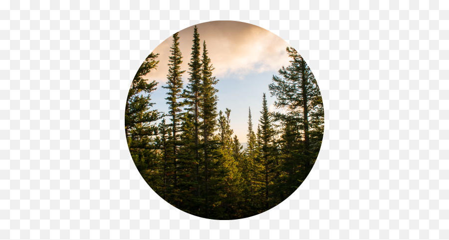 Herman Gulch Trail - Northern Hardwood Forest Png,Icon At The Gulch