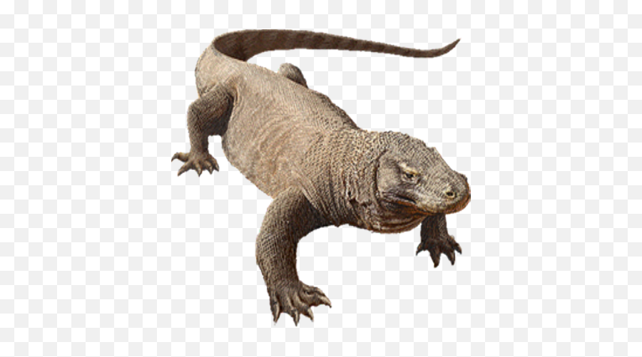 Download Komodo Dragon Png Image - Komodo Dragon Transparent Background,Komodo Dragon Png