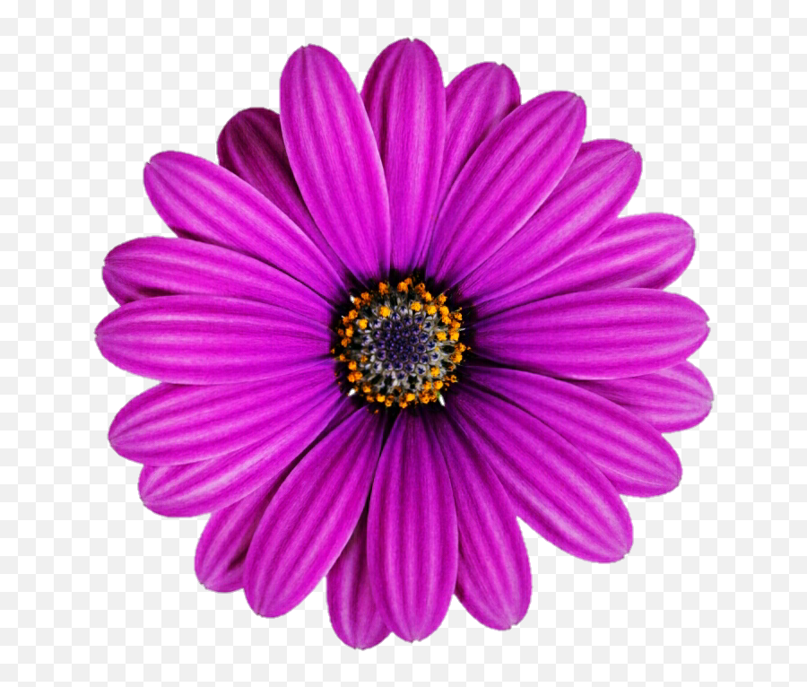 Purple Gerbera Daisy Png - Transvaal Daisy,Daisy Png
