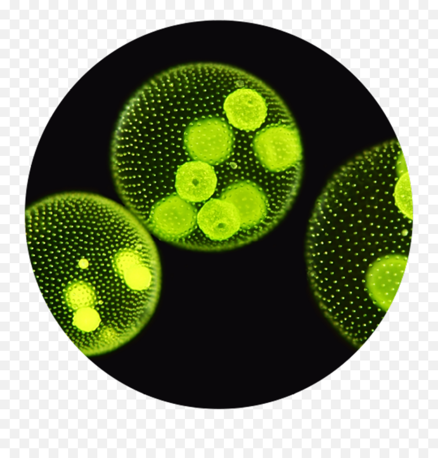 Mixed Green Algae Cell - Microalgae Png,Algae Png