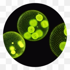 Mixed Green Algae Cell - Microalgae Png,Algae Png