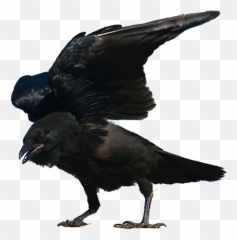 Free Transparent Raven Pub Png