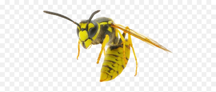 Wasp Png Images Free Download - Wasp Png,Wasp Png