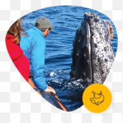 Newport Coastal Adventure The Ultimate Whale Watching Png