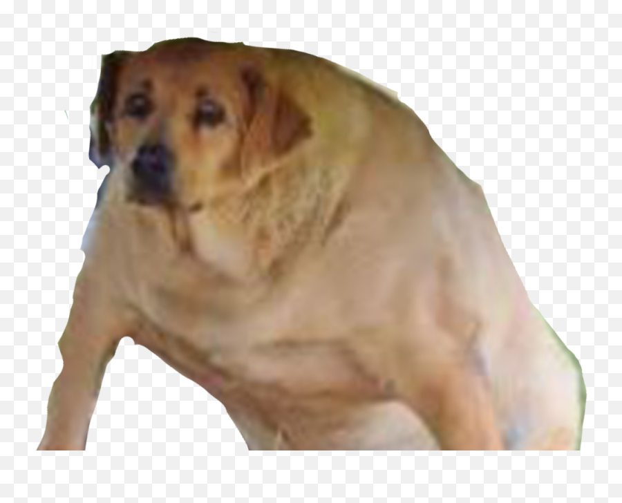 Wide Dog Png - Dankmemes Wide Dog Transparent,Dog Png