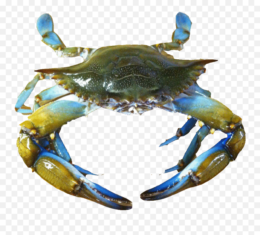 Transparent Crab Blue Png - Blue Crab Shell Transparent,Crab Transparent