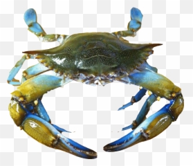 Transparent Crab Blue Png - Blue Crab Shell Transparent,Crab Transparent