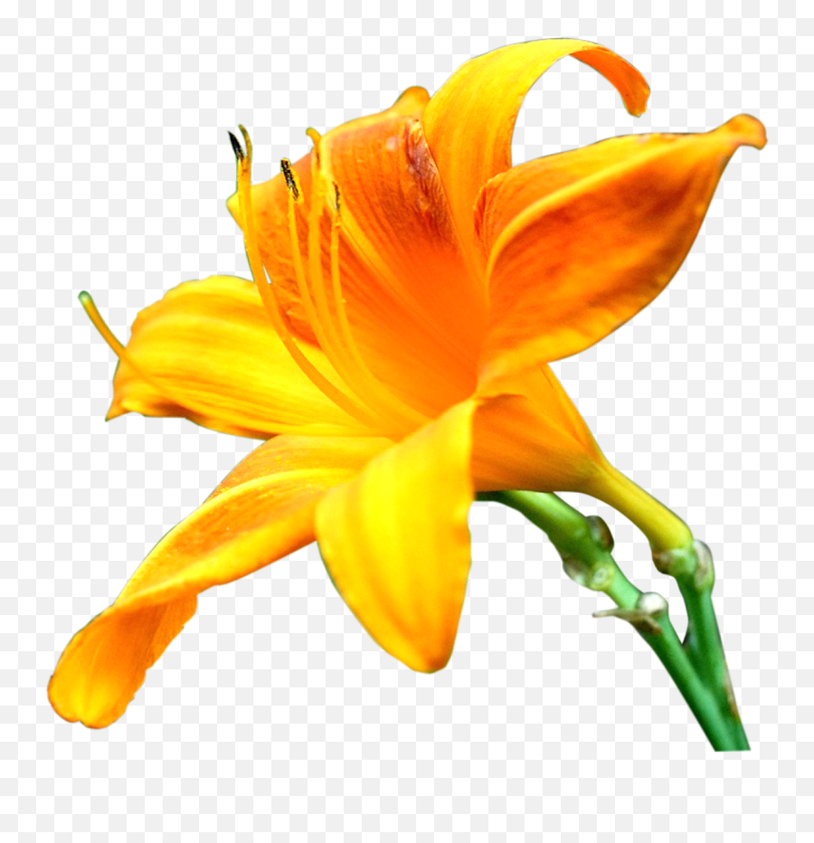 Yellow Transparent Lily Flower Png Images - Yellow Flower Png Lily,Lily Flower Png