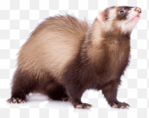 A Go - Mink Png,Ferret Png