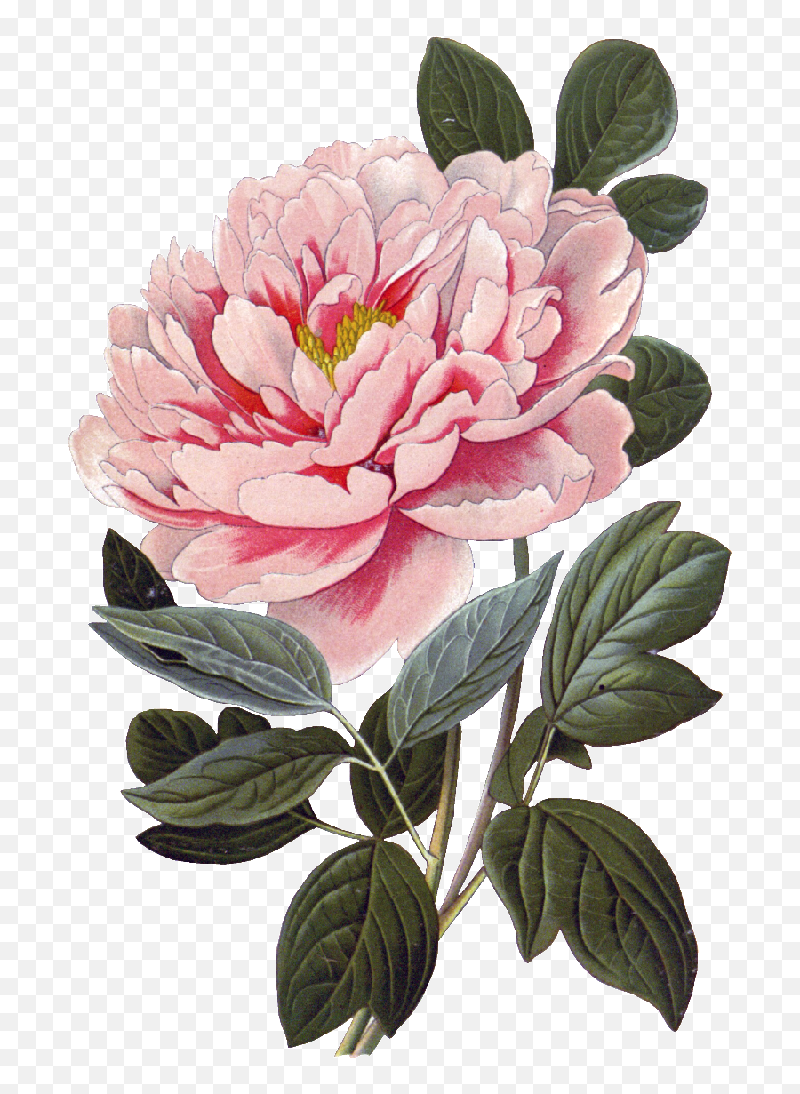 Download Pink Peony Flower Physical - Vintage Botanical Prints Peony Png,Peonies Png