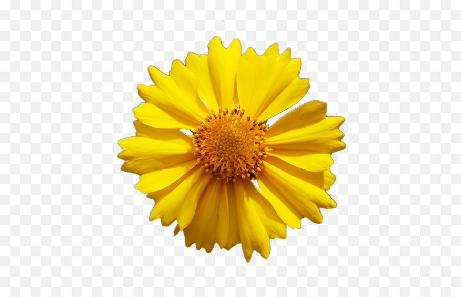 Yellow Daisy Flower Vector Png Image - Flower Yellow,Yellow Flower Png