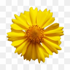 Yellow Daisy Flower Vector Png Image