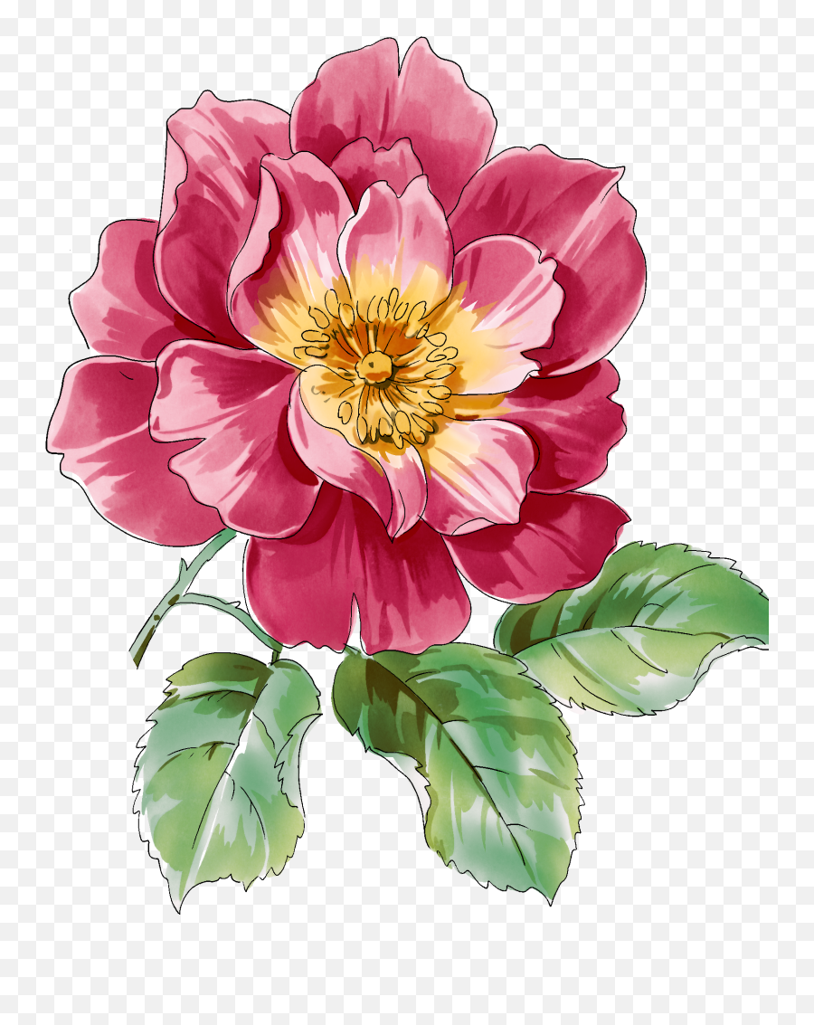 Rose Botanical Drawing Free Download - Botanical Illustration Of Flowers Png,Watercolor Roses Png