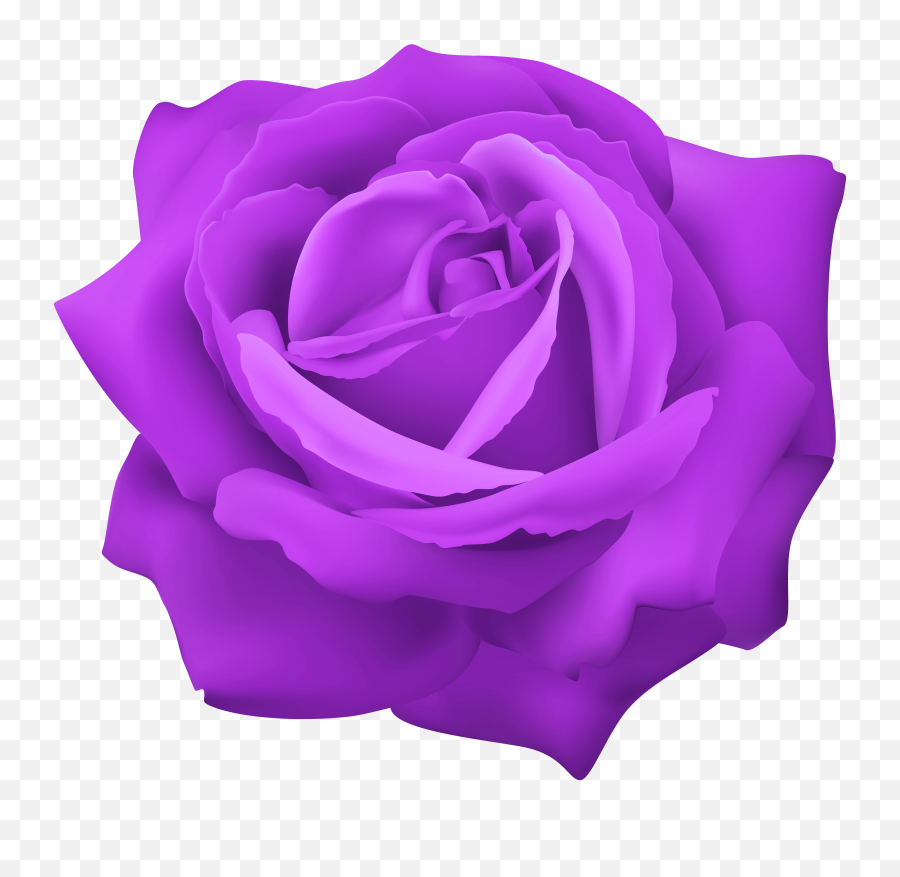 Download Purple Rose Png Image With