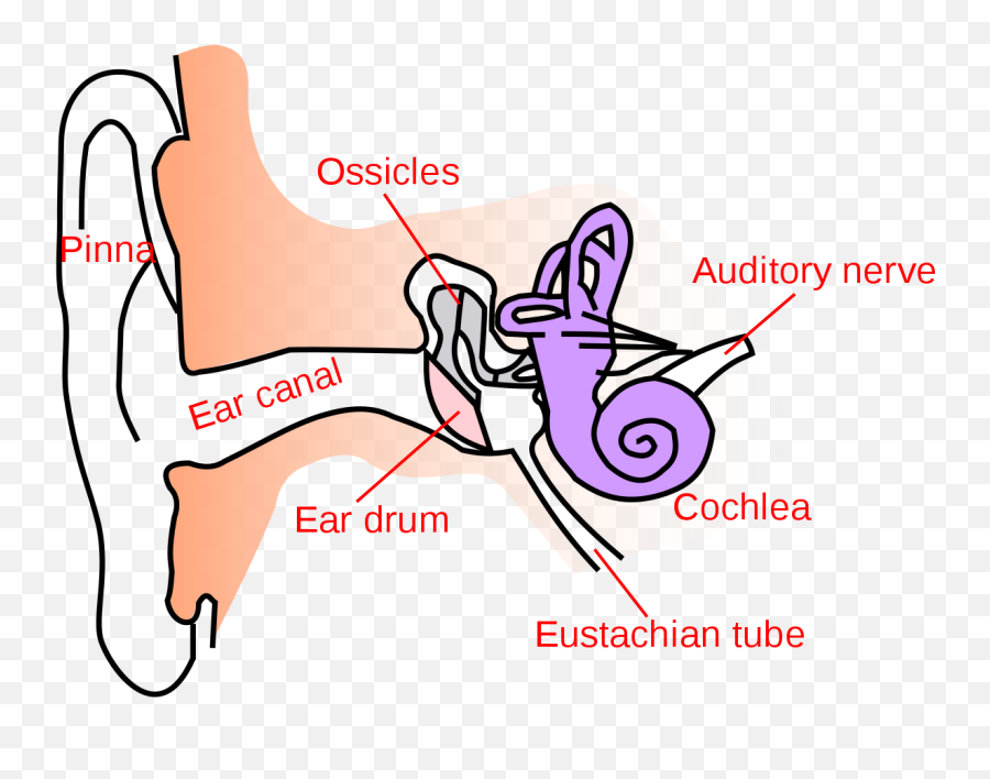 Conductive Hearing Loss - Wikipedia Ear Canal Png,Ear Transparent Background