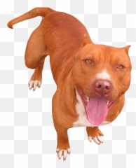 Red Nose Pitbull Transparent - Red Nose Pitbull Png,Pitbull Png