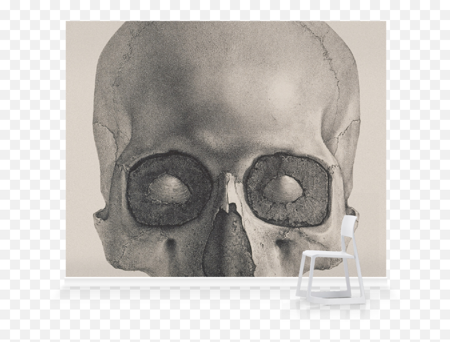 Engraving Of A Human Skullu0027 Wallpaper Mural Surfaceview - Ceramic Skull Tile Png,Human Skull Png