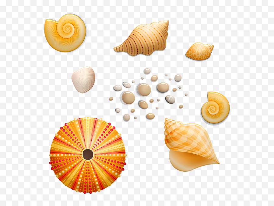 Seashells Shell Beach - Seashell Png,Seashells Png