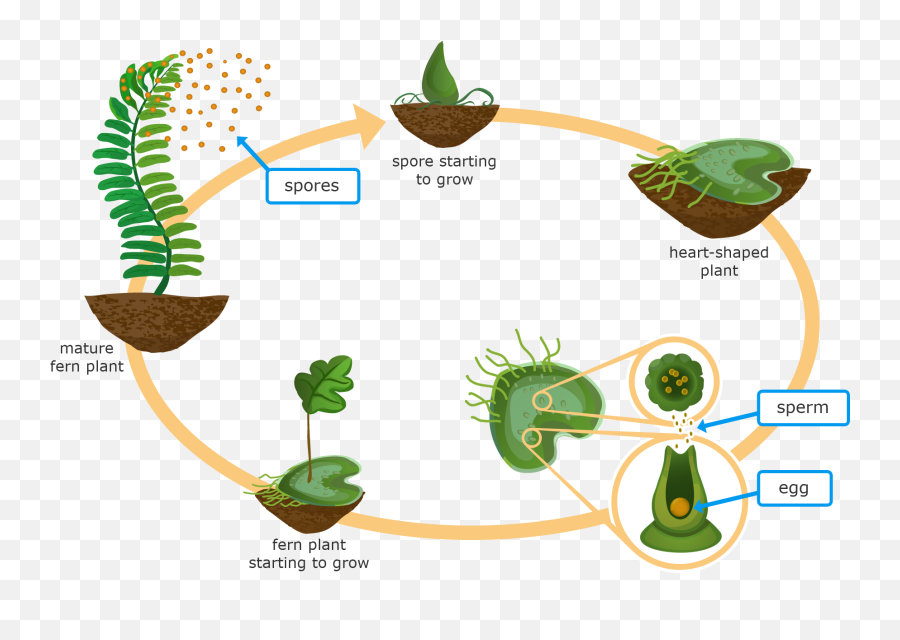 Ixl Moss And Fern Life Cycles 5th Grade Science - Non Flowering Plants Reproduce Png,Ferns Png
