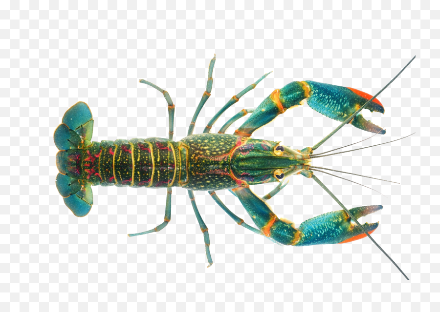 Download Transparent Crayfish Png - Redclaw Crayfish,Crawfish Png