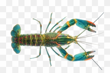 Download Transparent Crayfish Png - Redclaw Crayfish,Crawfish Png