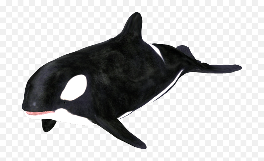 Download Hd Orca Clip Art - Killer Whale Transparent Png Killer Whale,Killer Whale Png