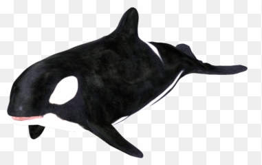 Download Hd Orca Clip Art - Killer Whale Transparent PNG