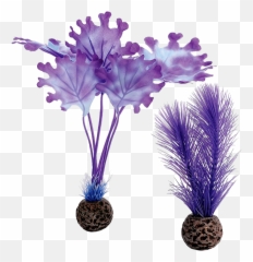 Hd Biorb Purple Kelp Transparent Png - Purple Kelp,Kelp Png