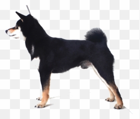 Shiba Inu Breed Facts And Information - Dog With Cut Tail Png,Shiba Inu Transparent