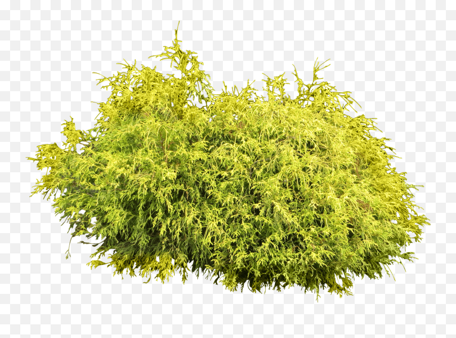 Download Bush Plant Png Image Hq Freepngimg - Cut Out Plants Free,George Bush Png