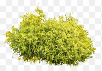 Download Bush Plant Png Image Hq Freepngimg - Cut Out Plants