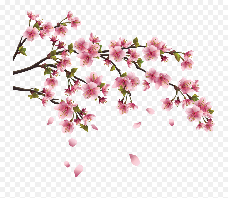 Download Hd Sakura Png Image Background - Cherry Blossom Chinese Flower Drawing,Sakura Png
