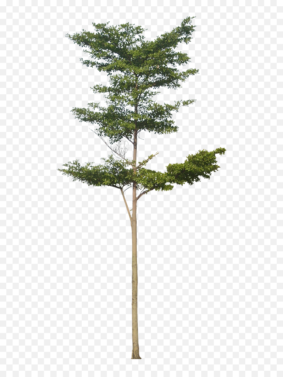 Trees Elevation Png Picture - Terminalia Mantaly,Tree Elevation Png