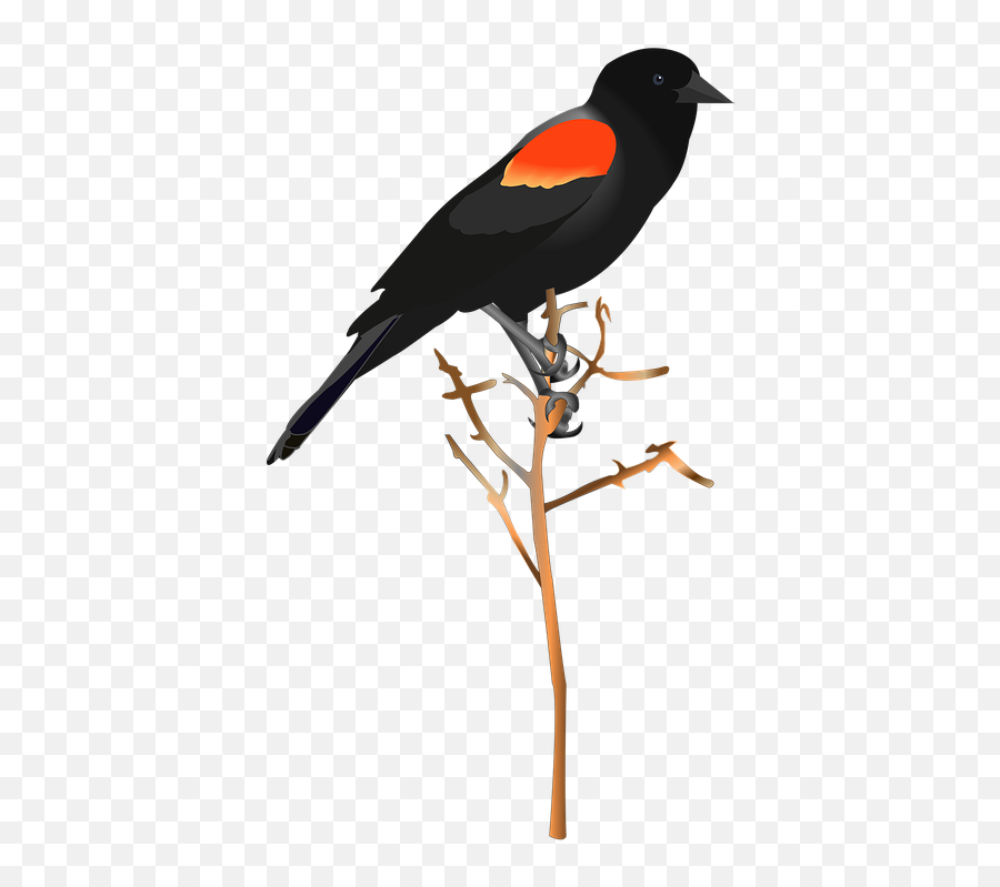 Bird Red - Red Winged Blackbird Png,Black Bird Png