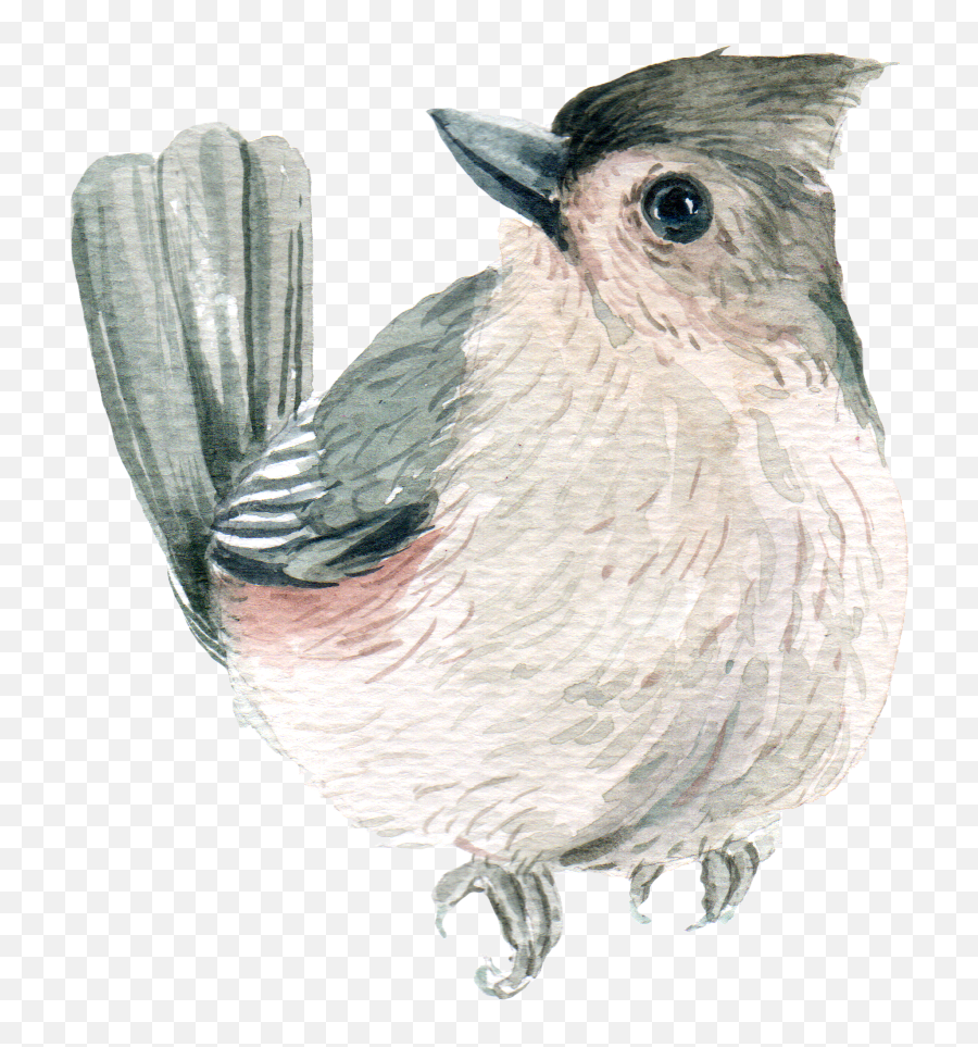 Browse Thousands Of Wing Images For - Tufted Titmouse Png,Poe Dameron Icon