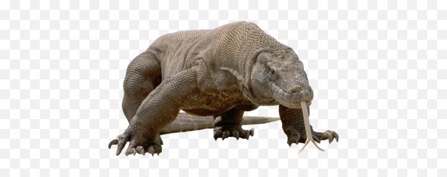 Komodo Dragon Png Free Download - Transparent Komodo Dragon,Komodo Dragon Png