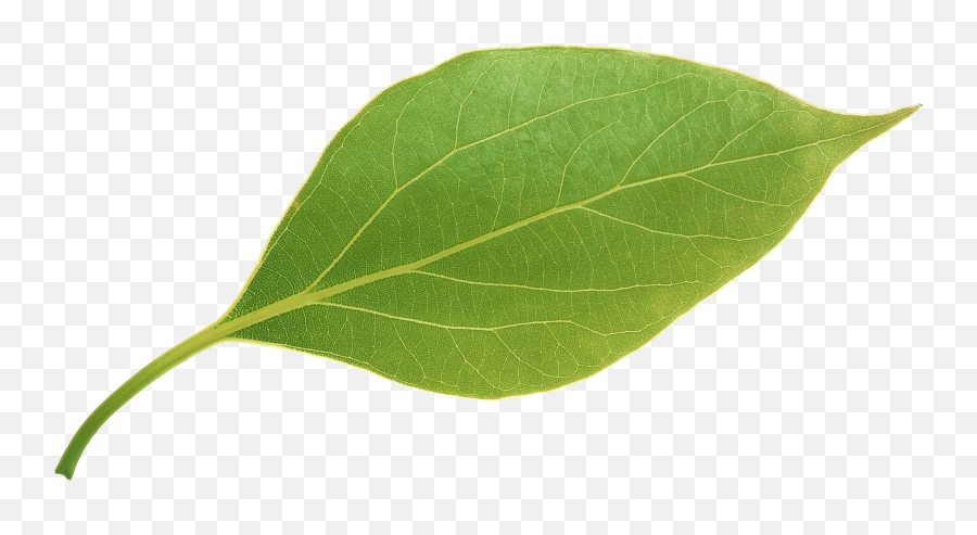Download Free Leavesapple Leaves Leaf Apple Png Hq - Apple Leaf Png,Free Leaf Icon