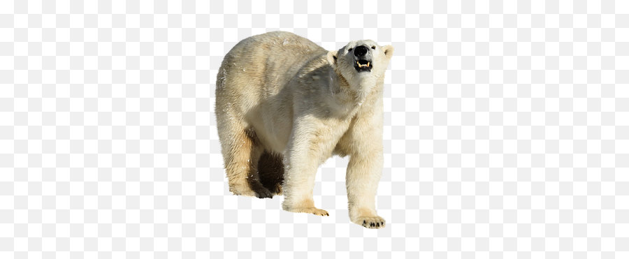 100 Free Ice Bear U0026 Polar Images - Jegesmedve Png,Ice Bear Icon