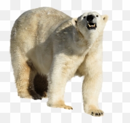 100 Free Ice Bear U0026 Polar Images - Jegesmedve Png