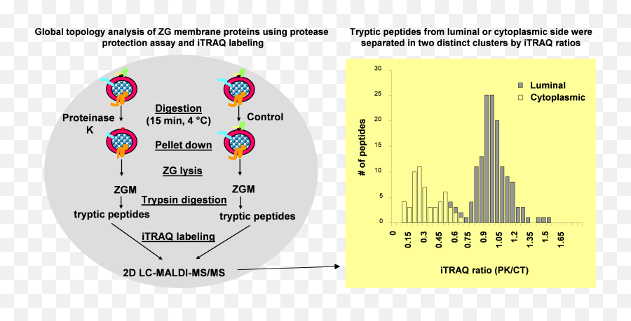 Protein Composition And Biogenesis Of The Pancreatic Zymogen - Statistical Graphics Png,Fell Cleave Icon