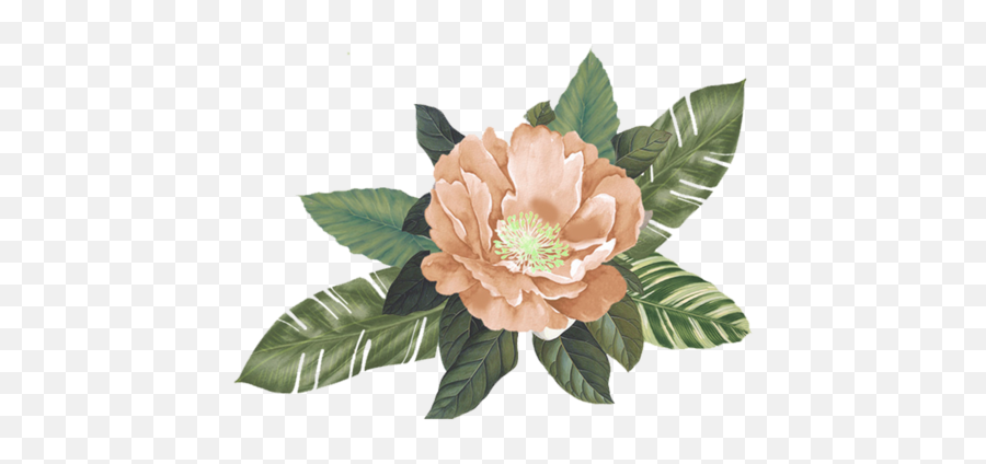 Download Peach Flower Background Png Image With No - Japanese Camellia,Flower Background Png