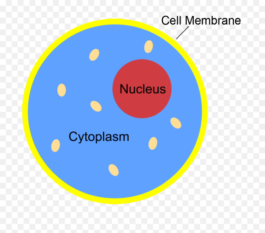 Download Hd Nucleus Transparent Science - Cytoplasm Science Nucleus Image Download Png,Science Png